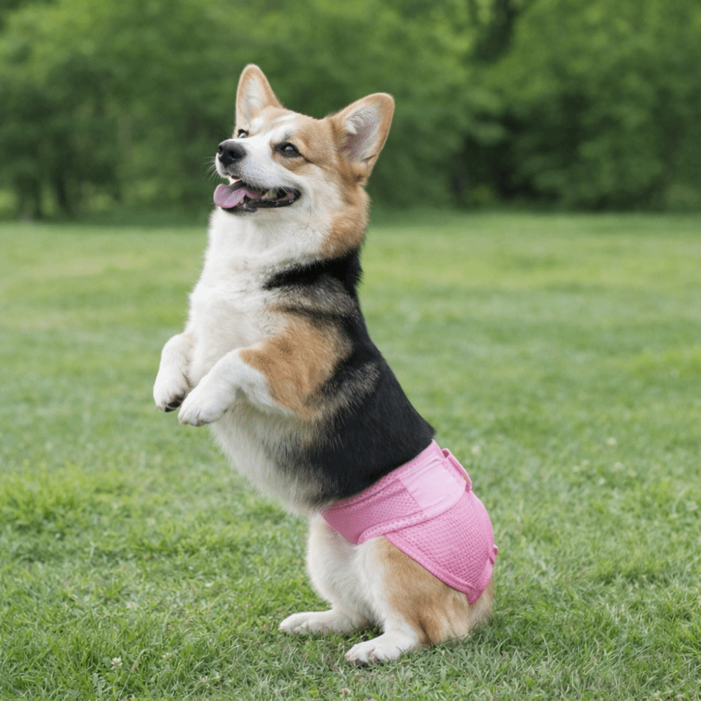 Fralda para Cães em Malha Resp - Period Panty Absorbent avaliação e preço